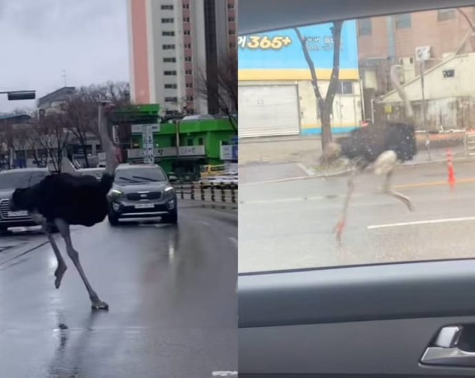 Ostrich captured after escaping Korean zoo, dodging traffic for an hour