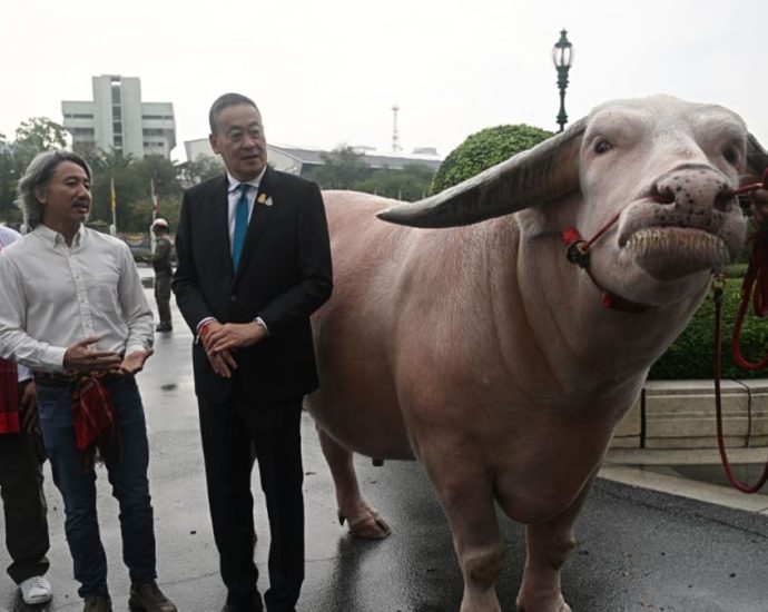 Thai PM meets US0,000 albino buffalo in ‘soft power’ push