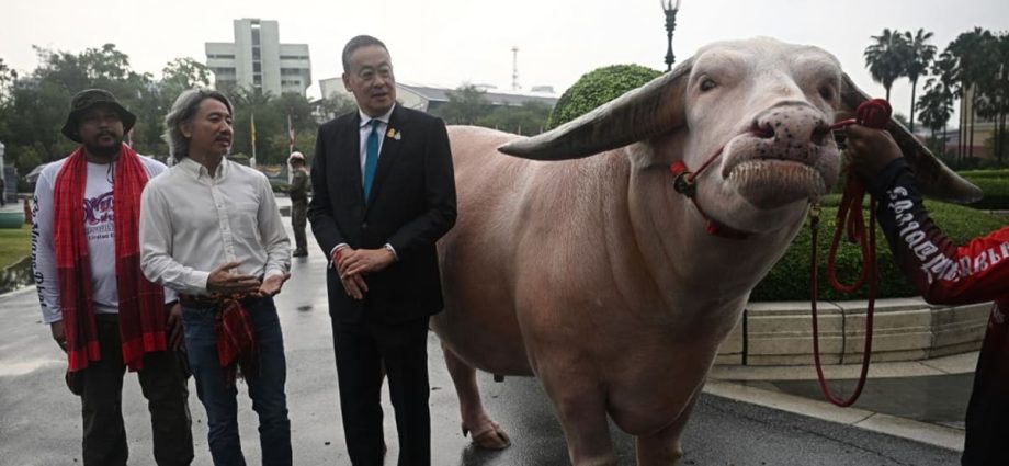 Thai PM meets US$500,000 albino buffalo in 'soft power' push