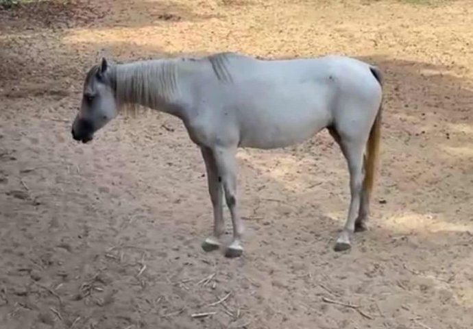 US teen wanted for molesting mares in Phuket