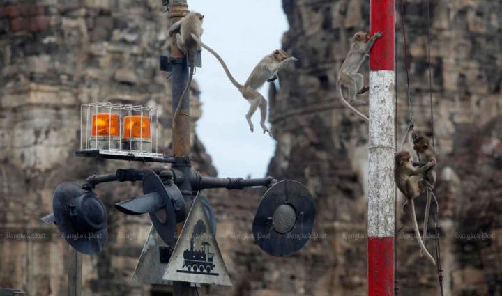 Dept vows to end macaque menace "soon"