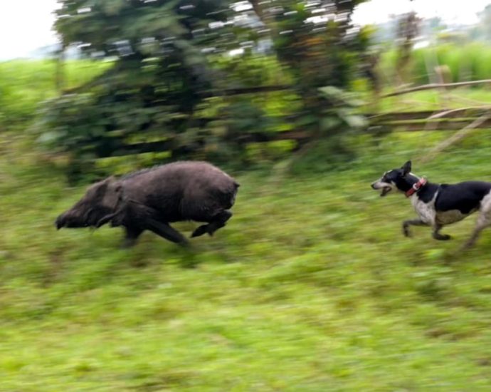 Dogs, boars engage in a brutal standoff in a controversial West Sumatra tradition