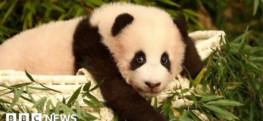 Emotional farewell for South Korea's giant panda