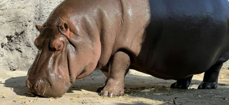 Hippo at Japan zoo finally revealed to be female after 7 years