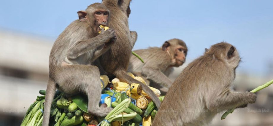 Lop Buri monkey ‘control centre’ proposed
