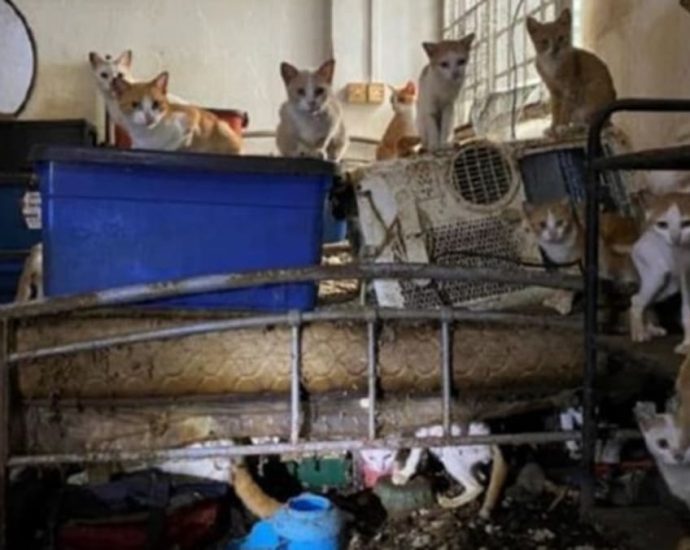 Man gets 20 days jail for neglecting 43 cats in flat without food, water in NParks biggest animal cruelty case