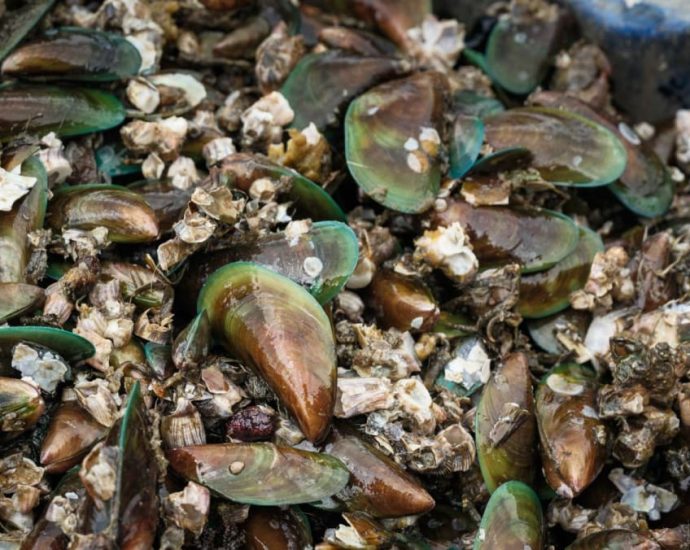 Mussels from Malaysia’s Port Dickson unsafe to eat, contaminated with biotoxins: Authorities