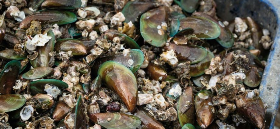 Mussels from Malaysia’s Port Dickson unsafe to eat, contaminated with biotoxins: Authorities
