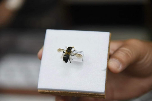 Rare bee is spotted for the first time in this country