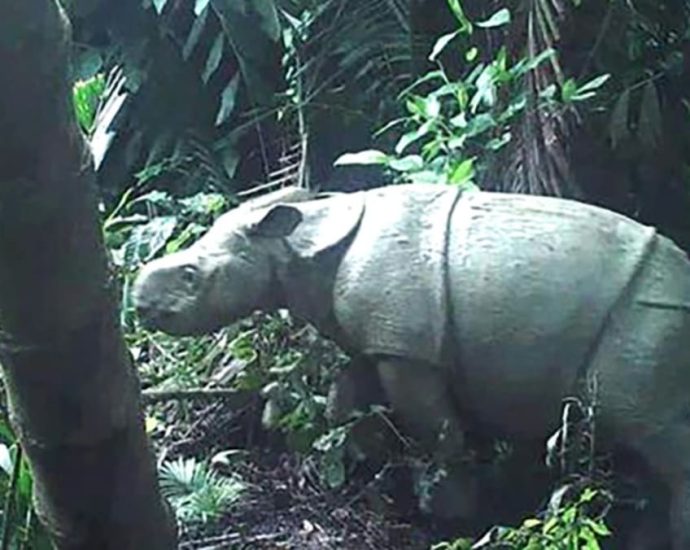 Rare Javan rhino calf spotted in Indonesia