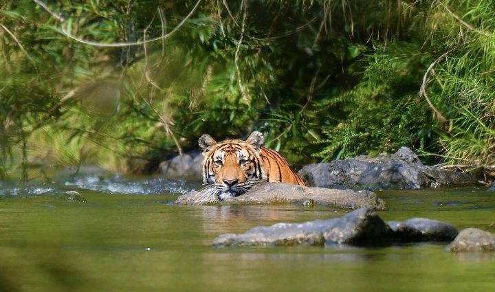 Sixth wild tiger spotted since 2019