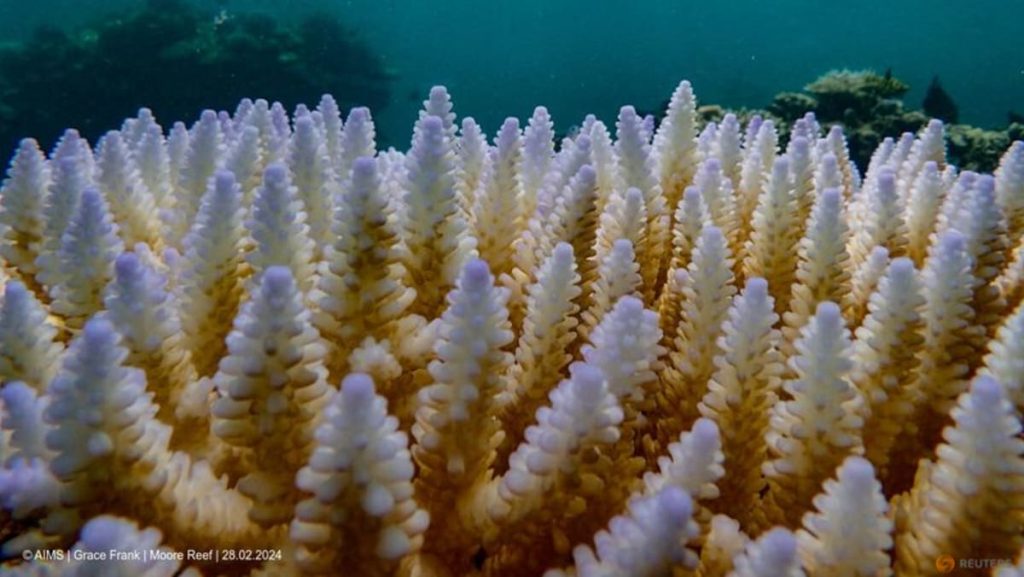 The world’s coral reefs are bleaching. What does that mean? Sure A Not