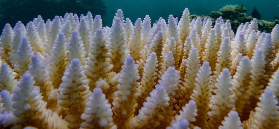 The world's coral reefs are bleaching. What does that mean?