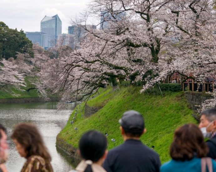 Tokyo crowds revel as cherry blossoms reach full bloom