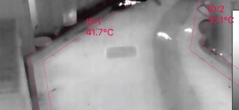 Trial of thermal imaging cameras for rat surveillance to begin at 2 locations next week