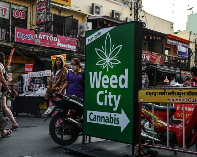 ‘A rubber band snapping back’: Thailand’s cannabis U-turn a return to political middle-ground, say observers