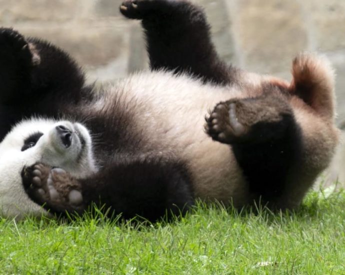 China to send two young giant pandas to US later this year