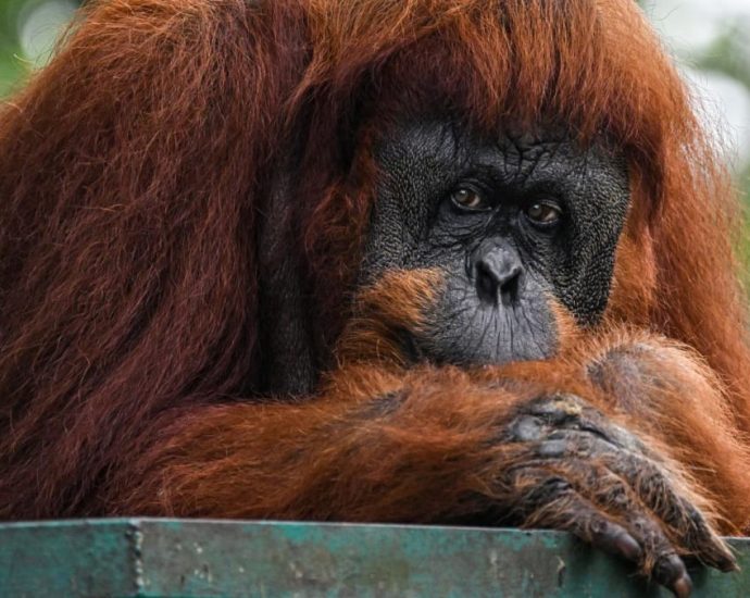 Malaysia plans to introduce ‘orangutan diplomacy’: Minister