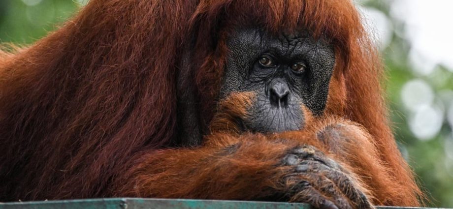 Malaysia plans to introduce ‘orangutan diplomacy’: Minister