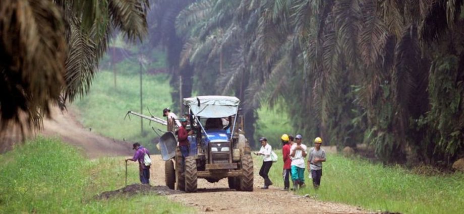 Malaysian carbon exchange to host first local carbon credit auction in July