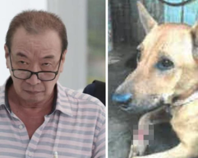 Man fined after failing to send Pulau Ubin dog with maggot-infested wound to vet for treatment