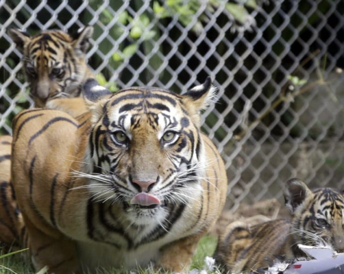 One dead in suspected Indonesia tiger attack, hunt ongoing