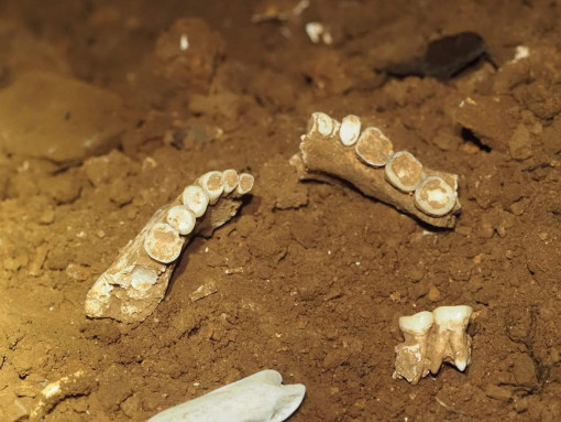 Prehistoric remains found in Satun cave