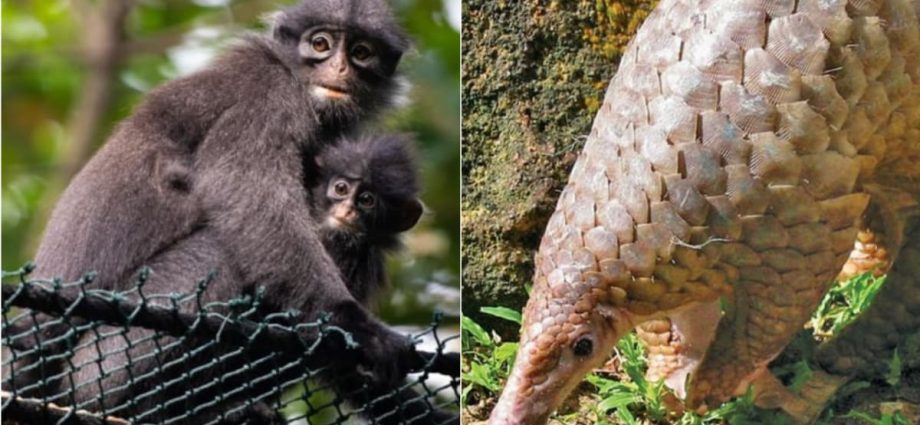 Raffles' Banded Langur, Sunda pangolin: 5 critically endangered animals in Singapore