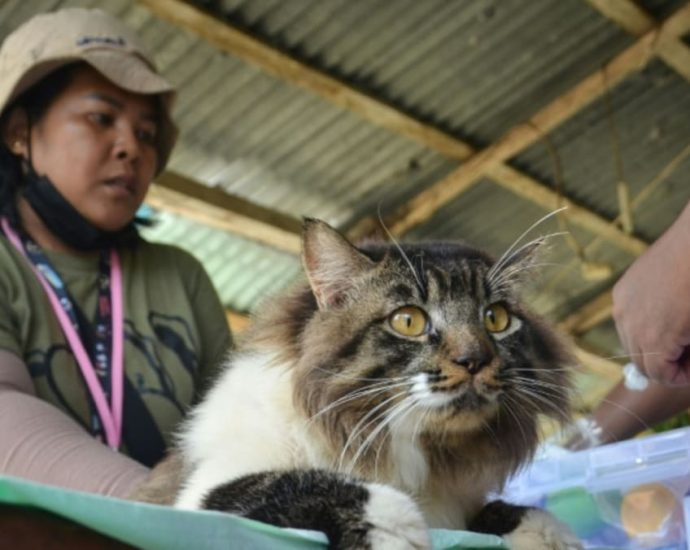 Rescuers brave Indonesia volcano eruptions to save pets