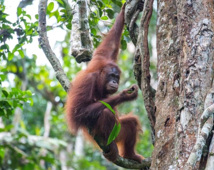 Sarawak minister pushes back against ‘orangutan diplomacy’ idea, says no need to give apes as gifts