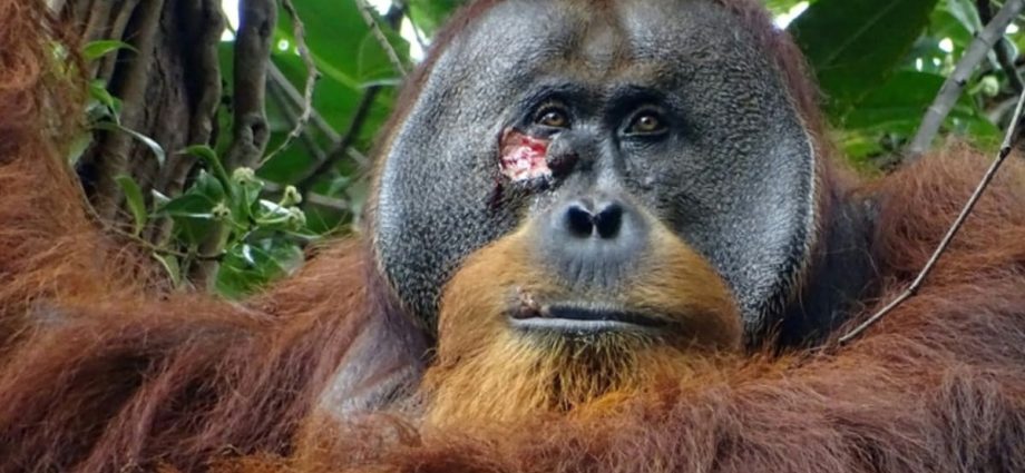 Self-care: Orangutan seen apparently treating wound