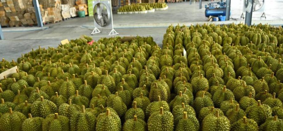 Thai durian export dominance to China threatened by Vietnam