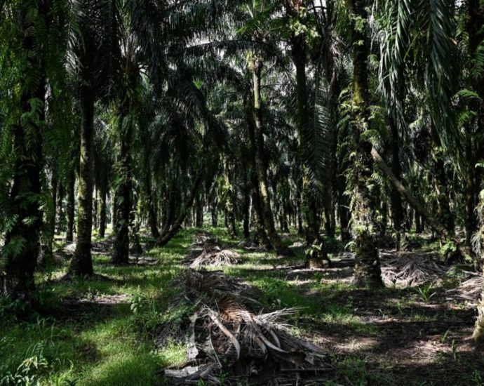 Vast concessions threaten Malaysia’s forests: Report