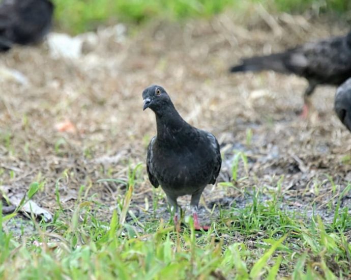 Ang Mo Kio, Bishan-Toa Payoh, Tanjong Pagar town councils to step up pigeon culling over next 6 months