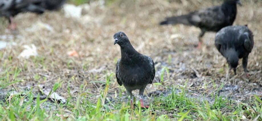 Ang Mo Kio, Bishan-Toa Payoh, Tanjong Pagar town councils to step up pigeon culling over next 6 months