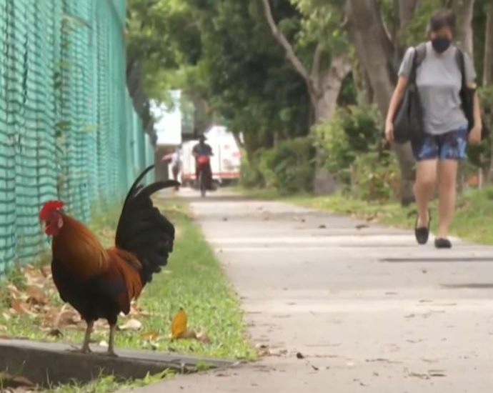 Authorities issue bird flu advisory, warn against touching or feeding wild birds