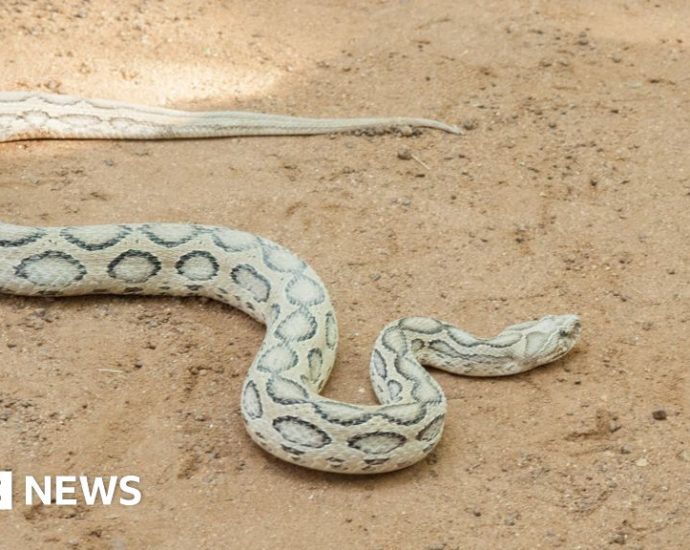 Bangladesh reels from surge in snake bites