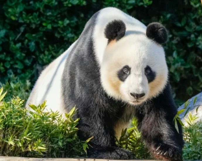 China to replace Australia’s popular giant pandas