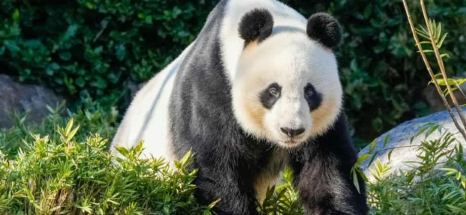 China to replace Australia's popular giant pandas