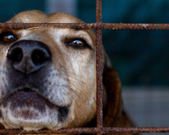Commentary: Animal neglect is hard to spot, but you can intervene on their behalf