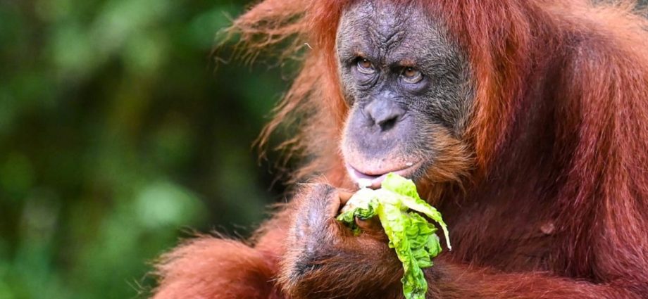 Commentary: Malaysia’s 'orangutan diplomacy' plan is attracting criticism before it starts