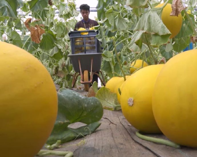 Development of hybrid prized melons in Malaysia inspires new generation of young farmers
