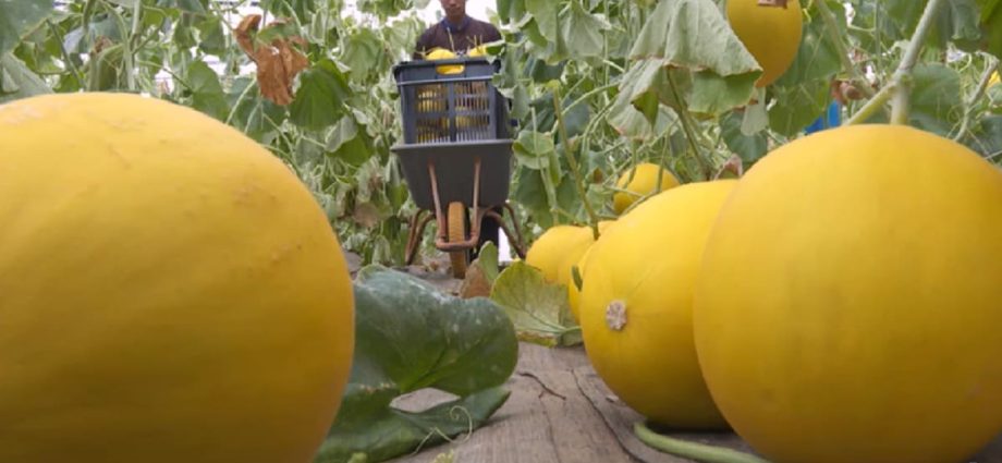 Development of hybrid prized melons in Malaysia inspires new generation of young farmers