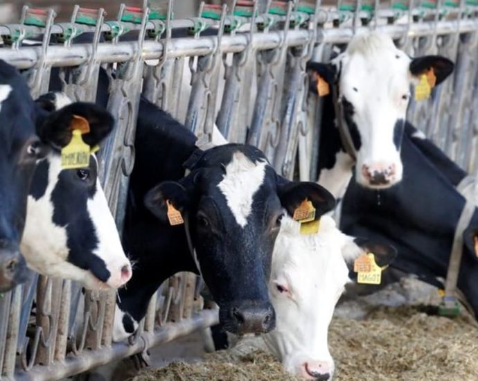 European dairy, pork producers wary of Chinese retaliation for EV tariffs
