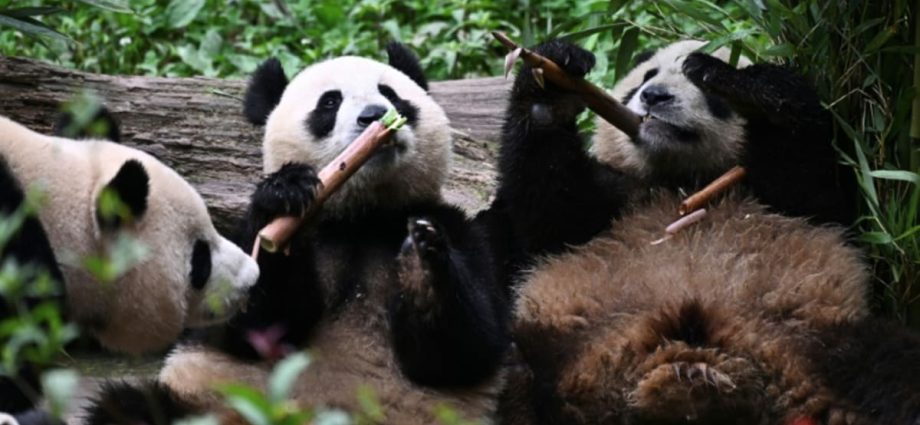 Foreign-born pandas join China's efforts to boost wild population