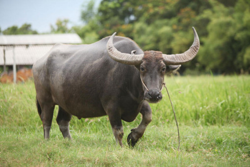 Genome sequencing boost for Thai swamp buffalo