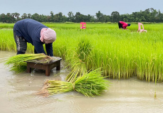 Govt to help farmers pay for fertiliser