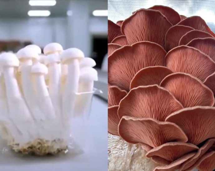 Looking for cheaper mushrooms? You may soon get them from Singapore’s newest farm that taps AI