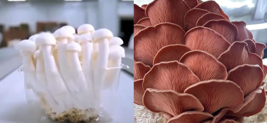 Looking for cheaper mushrooms? You may soon get them from Singapore’s newest farm that taps AI