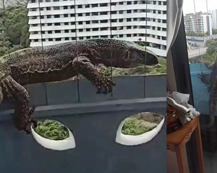 Monitor lizard wanders into 11th floor Punggol flat; captured by NParks